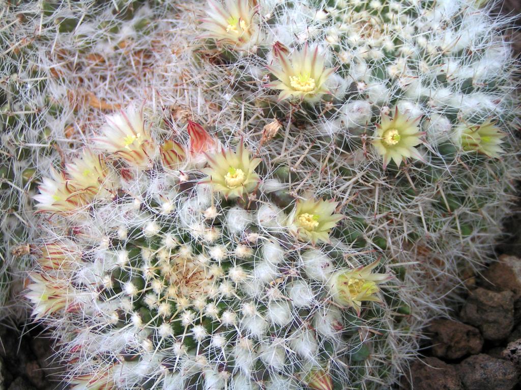 Mammillaria nejapensis